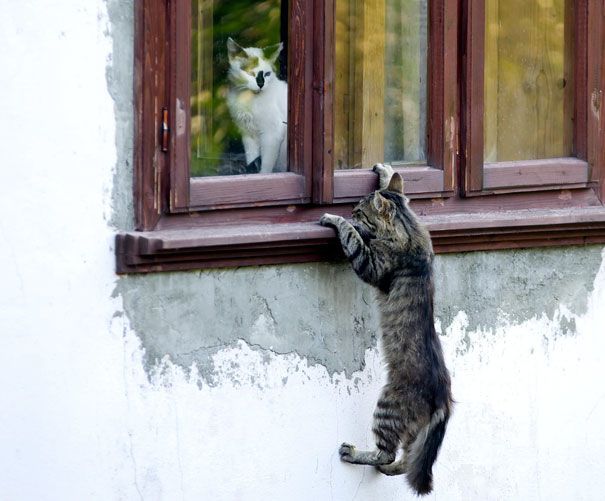Кот лезет к кошечке через окно