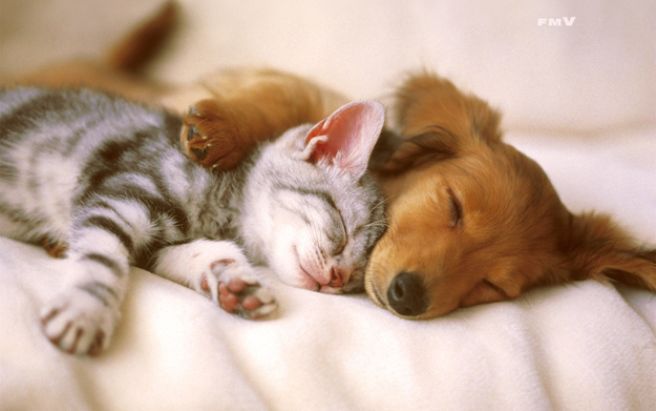Котенок спит со щенком