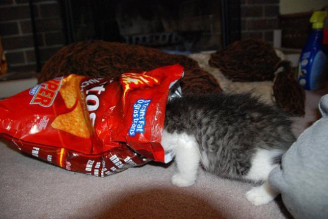 Котенок в пакете с чипсами