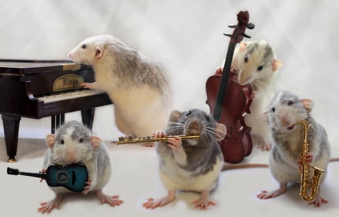 Музыкальные крысы