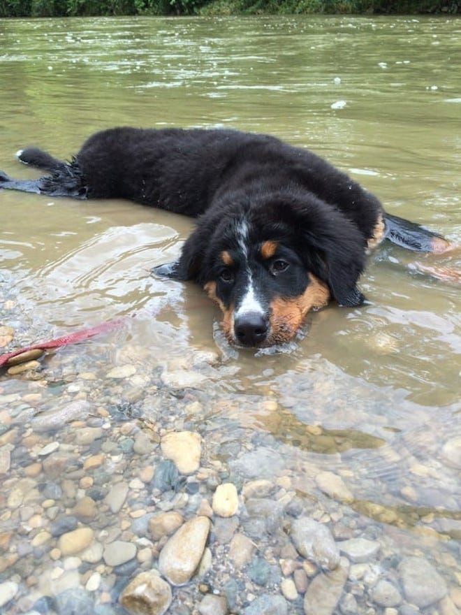 Пес отдыхает в реке