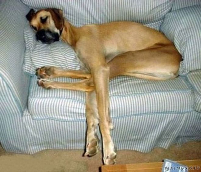 Собака спит на кресле откинув лапы
