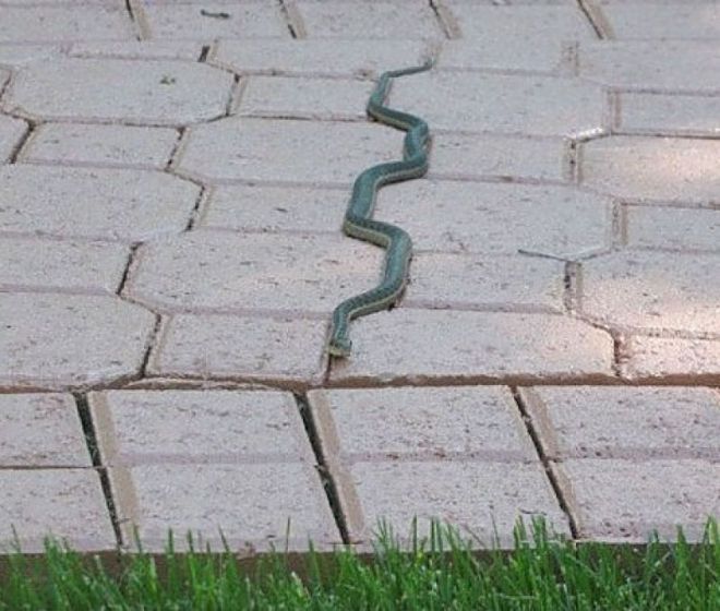 Змея между плитками