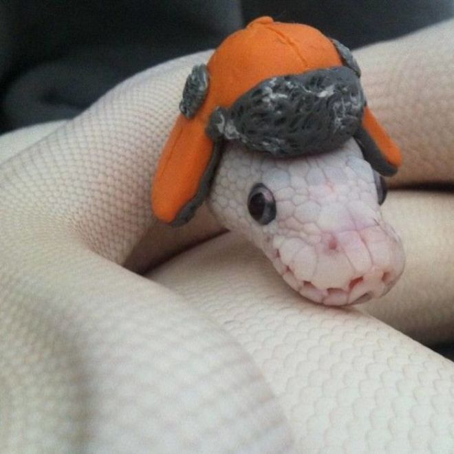 Змея в шляпе