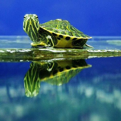 Черепаха и отражение