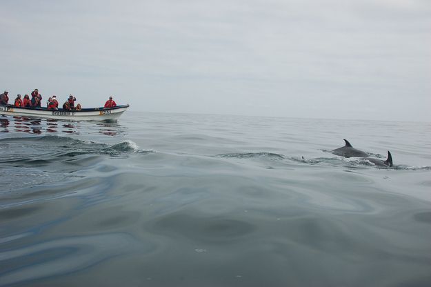 Дельфины Пунта-де-Чорос