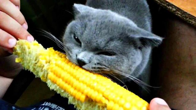 Кот есть кукурузу