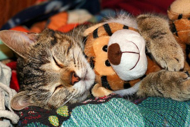 Кот с тигром
