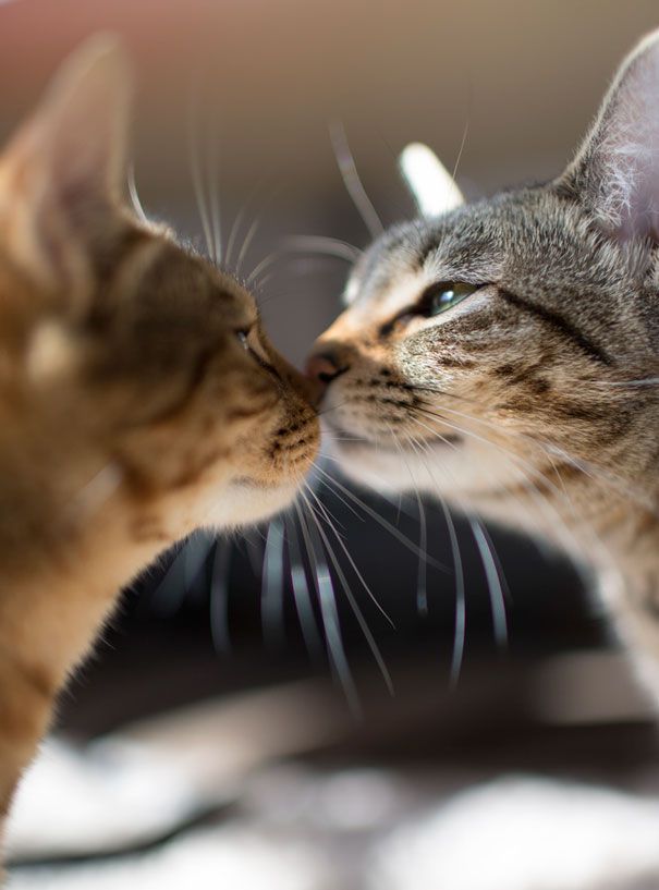 Котики нюхают друг друга
