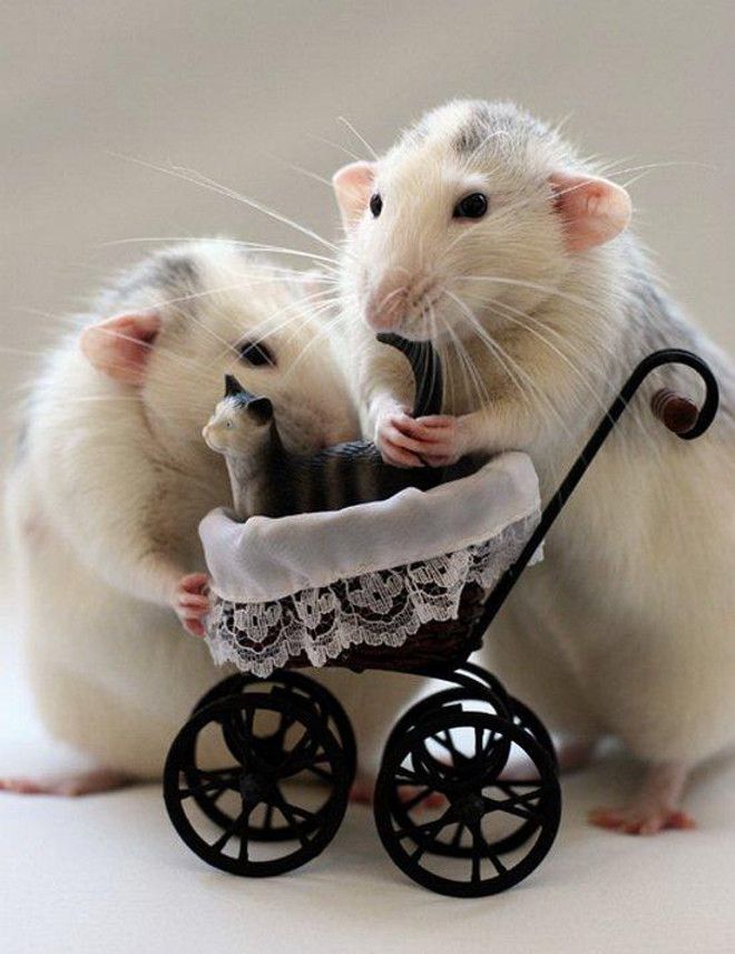 Крысы с коляской