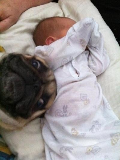 Мопс и младенец