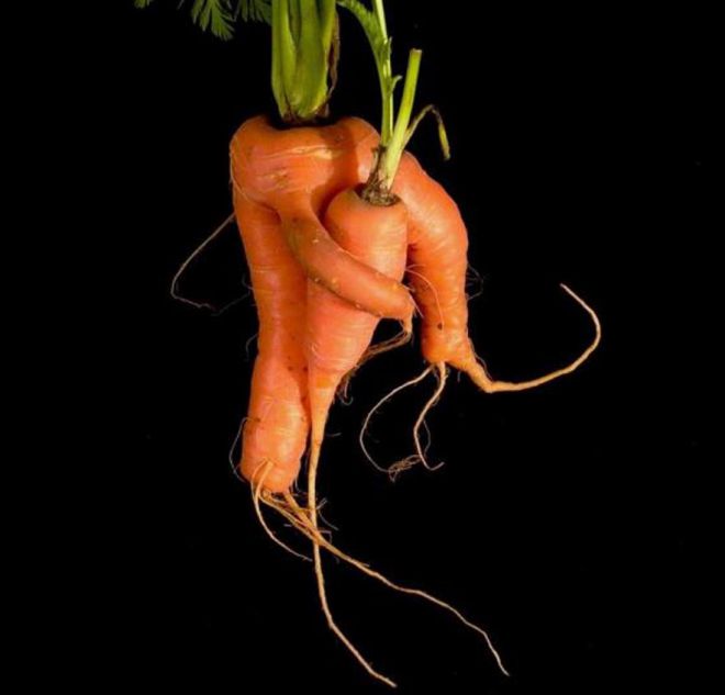 Настоящие морковные обнимашки