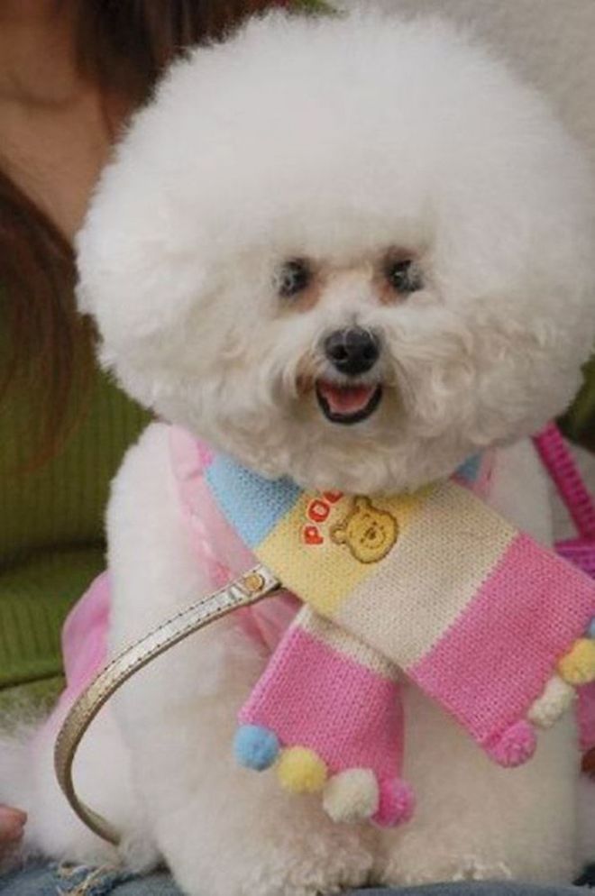 Пушистая собака с розовым шарфиком