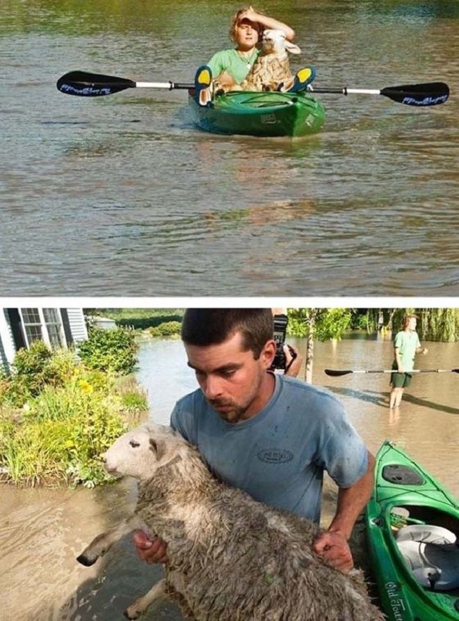 Спасение овец во время наводнения
