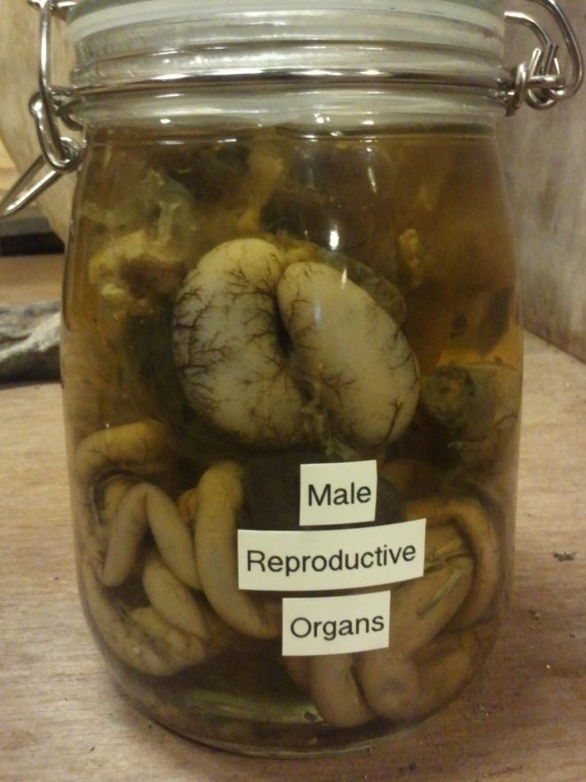 Банка с мужскими репродуктивными органами