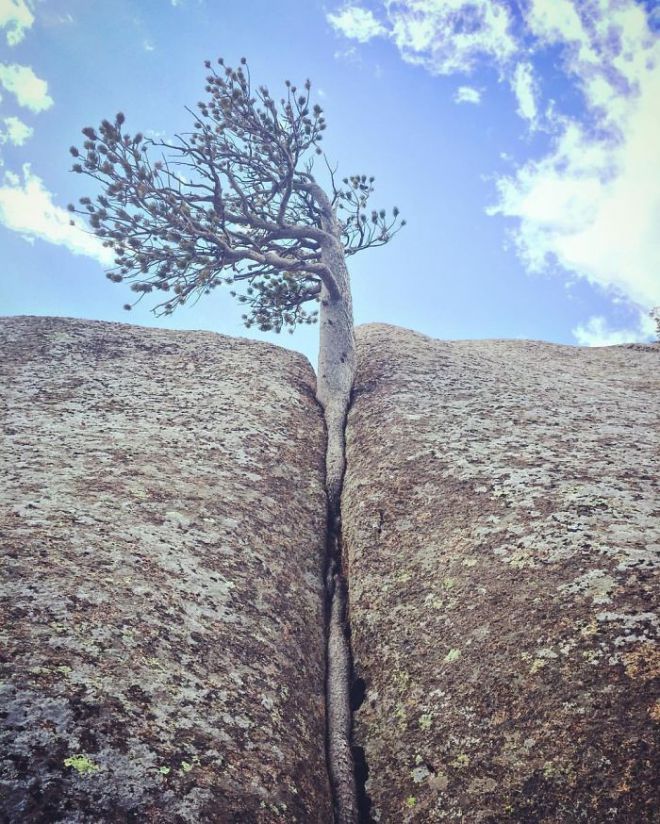 Дерево растет в расщелине