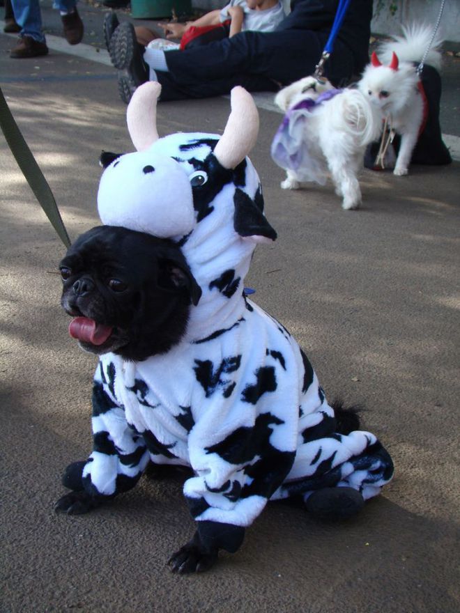 Собака в костюме коровы
