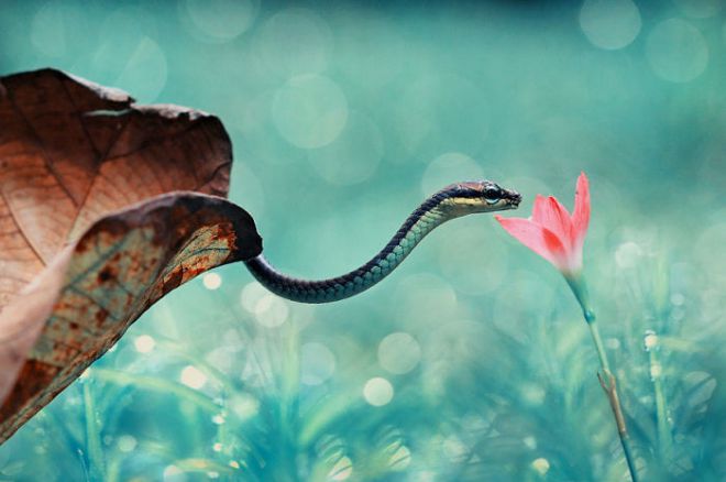 Змея и цветок