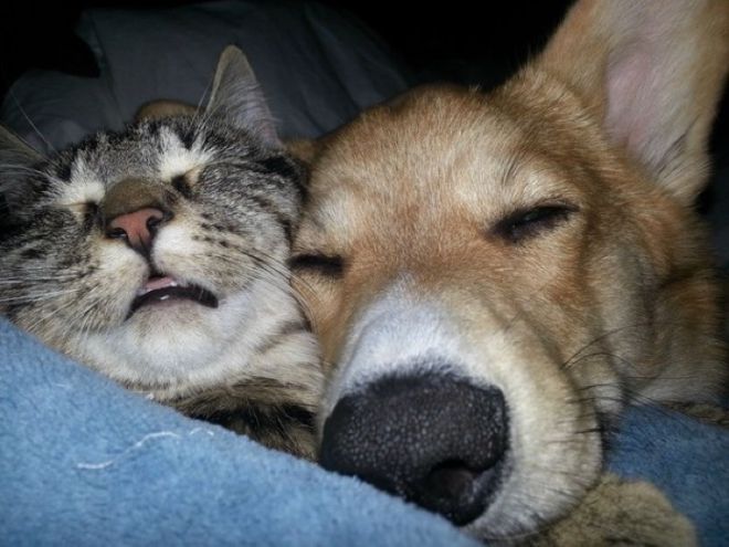 Кот и пес сладко спят
