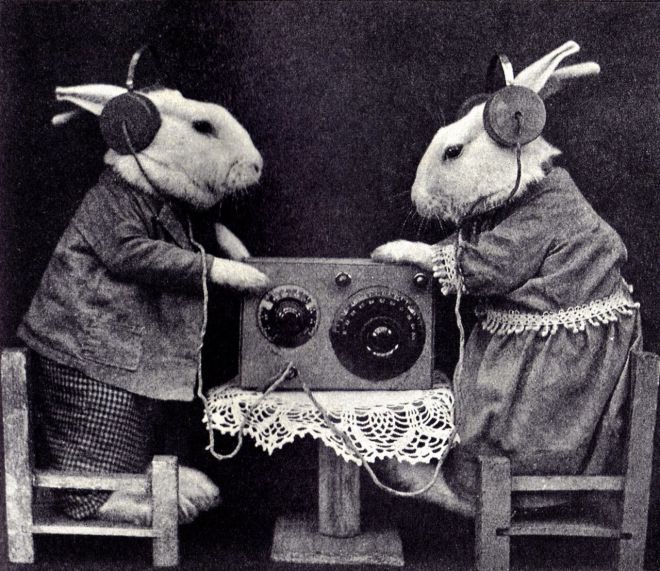 Кролики в наушниках