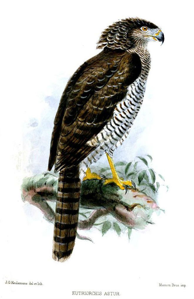 Мадагаскарский змееяд