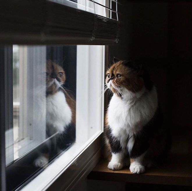 Перс смотрит в окно