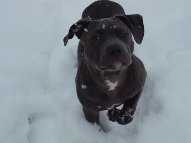 Пес бежит по снегу