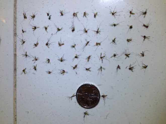 Убитые комары