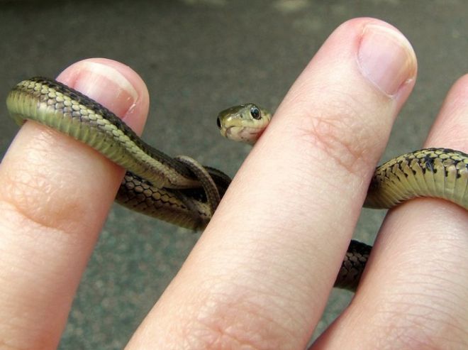 Змея на пальцах