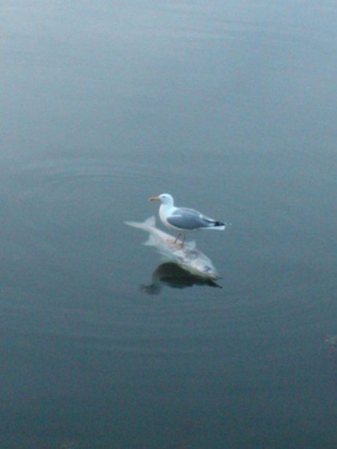 Чайка плывущая на рыбе