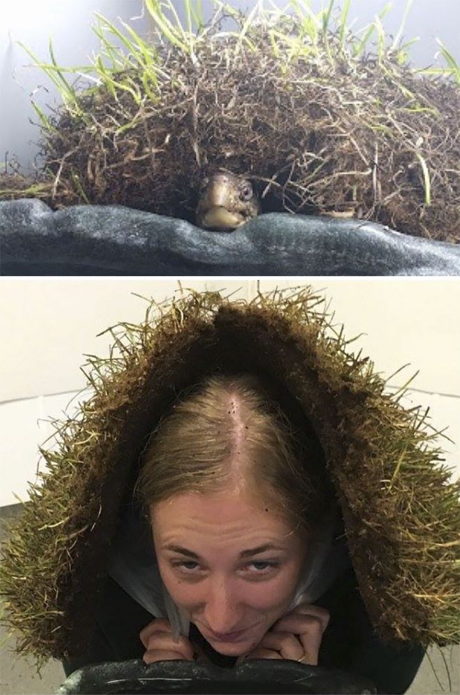 Черепаха выглядывает из-под травы