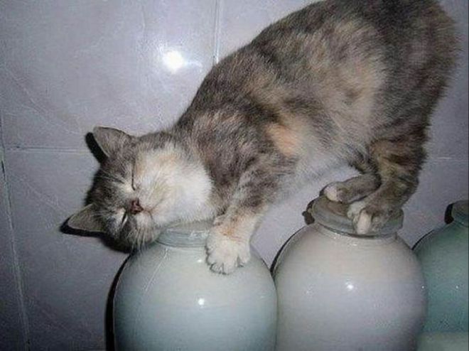 кот с молоком
