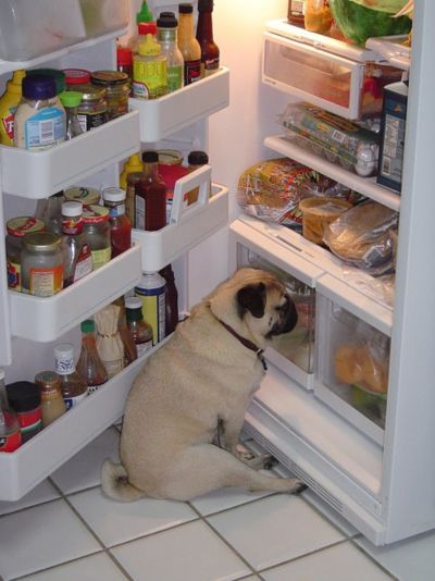 Мопс возле холодильника