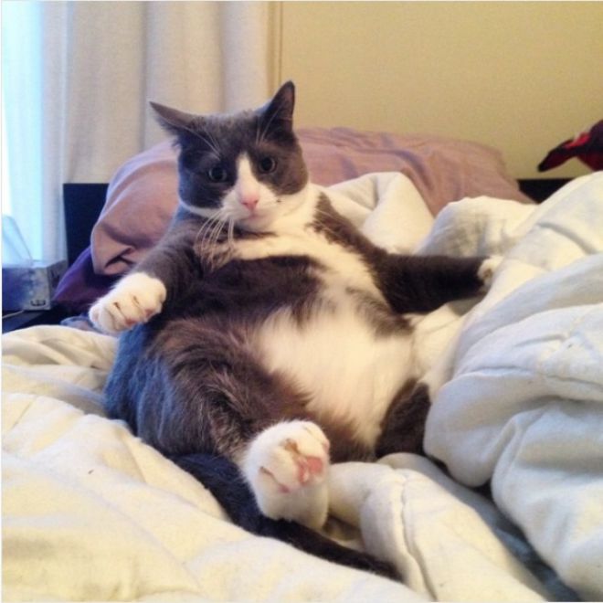 Толстый кот сидит на попе