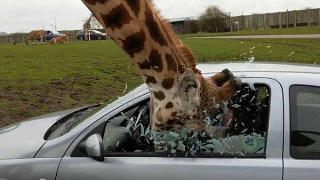 Жираф заглядывает в машину