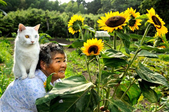 Бабушка с котом возле подсолнухов