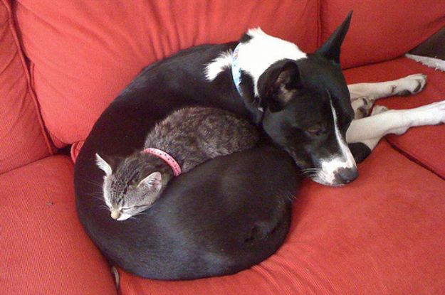 Кот и пес спят в нелепой позе