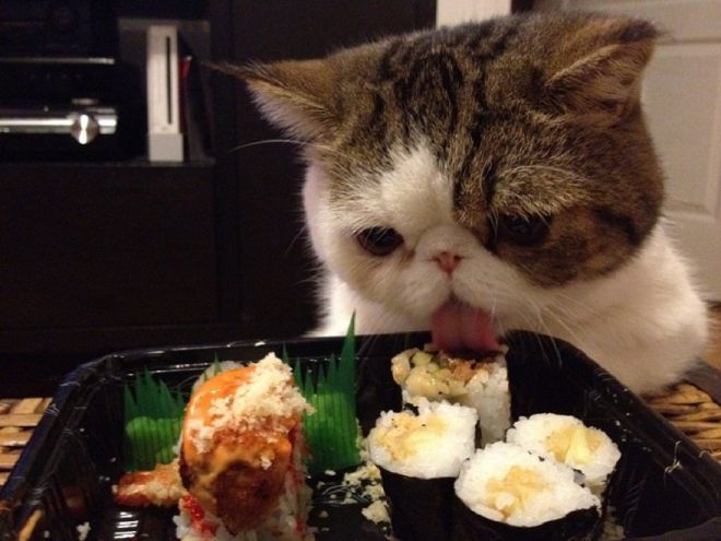 Кот суши