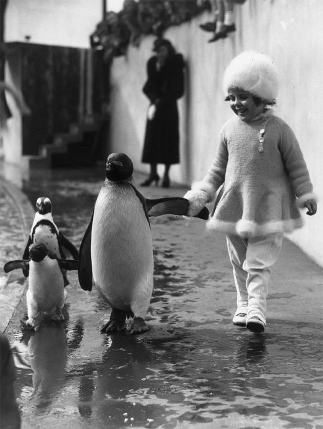 прогулка с пингвином