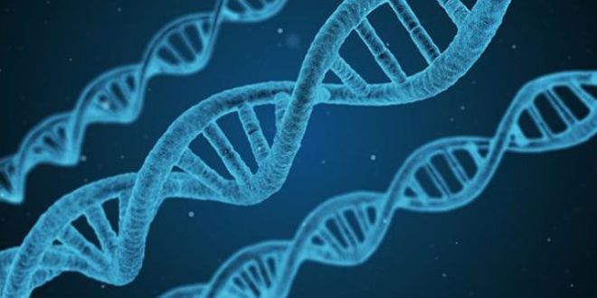 Связь ДНК