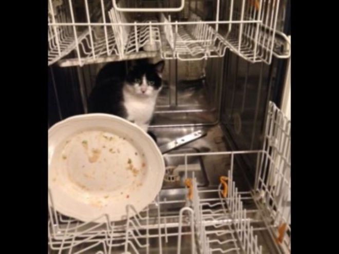 Кошка в посудомойке