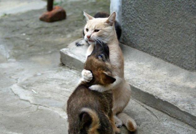 Кот с собакой обнимаются