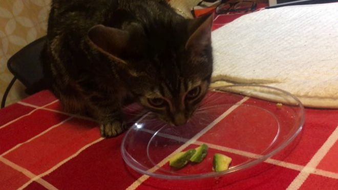 Котенок ест авокадо
