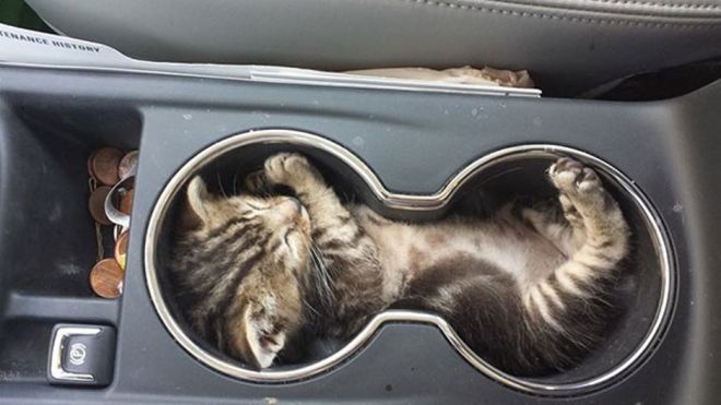место для сна котика