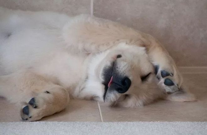 Спящий белый щенок