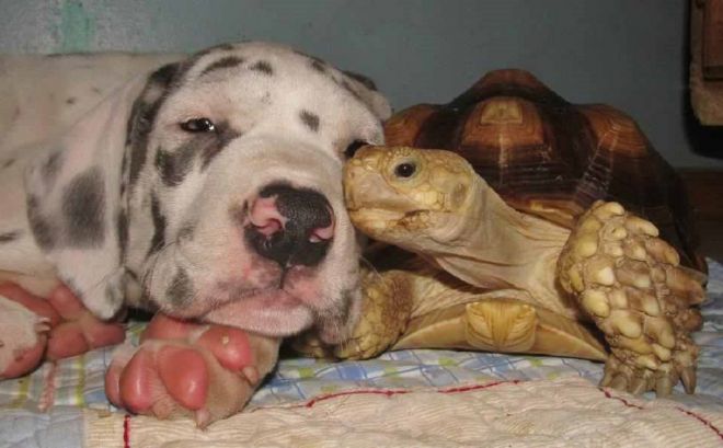 Черепаха и собака