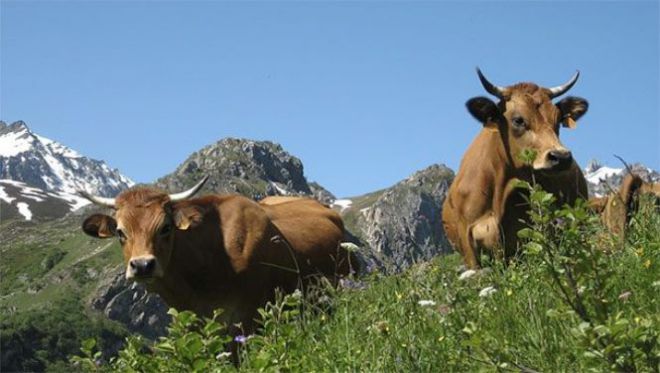 Коровы на пастбище в горах
