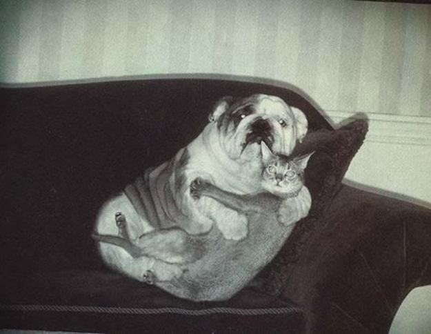 Кот с собакой обнимаются на кресле