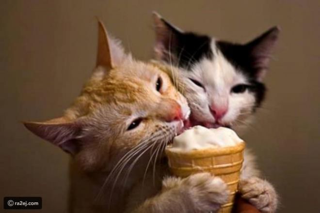 Котята лижут мороженое в стаканчике