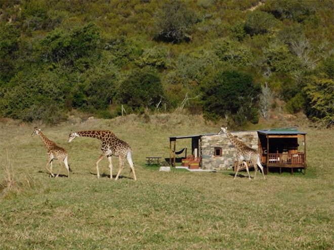 Zebra Safari Tent